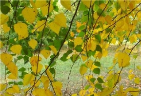 Картинки по запросу в сухомлинський осінь принесла золоті стрічки